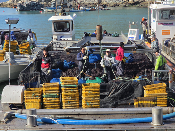 지난달 29일 오전 전남 완도군 당인리 위판장에서 외국인 근로자들이 김 채취선에 올라 물김을 나눠담는 작업을 하고 있다. 최경호 기자 