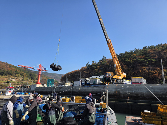 지난달 29일 오전 전남 완도군 당인리 위판장에서 위판된 물김을 크레인으로 들어 육상으로 옮기고 있다. 최경호 기자