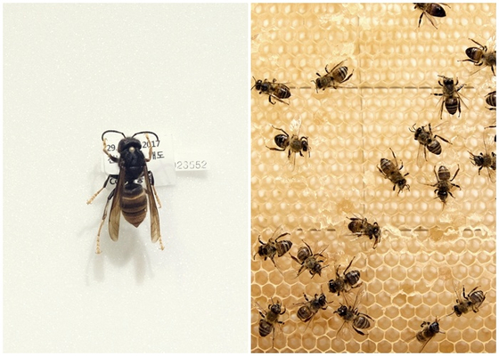 따뜻한 겨울과 도시화로 개체 수가 늘어난 아열대성 외래종 등검은말벌(왼쪽 사진)과 이들로 인해 생존 위협을 받는 우리나라 양봉꿀벌. 