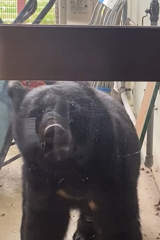 지난달 14일 일본 이와테현 하나마키시의 사사마 보육원 밖에 곰이 나타난 장면을 담은 영상 화면. 당시 보육원 안에는 약 40명의 어린이가 있었다. AFP=연합뉴스