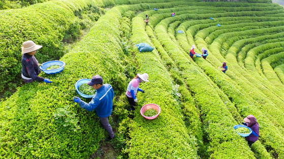 국내 최대 규모인 보성녹차밭(758㏊) 전경. 사진 프리랜서 장정필