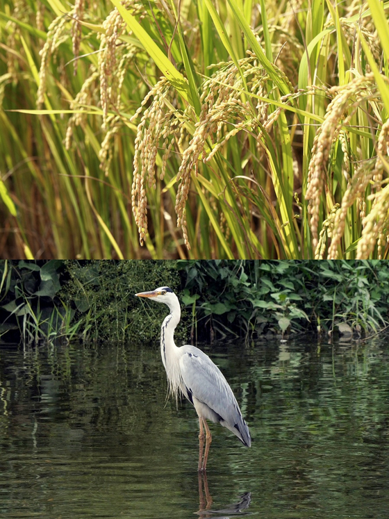 기후변화로 모내기 시기가 늦춰지거나, 여름 철새인 왜가리(아래 사진)가 겨울에도 보이는 등 변화가 생겼다. ⓒ국립생물자원관