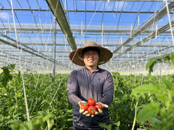충남 당진시 합덕읍 스마트팜에서 농장주 민정욱씨가 토마토를 수확하고 있다. [사진 민정욱]