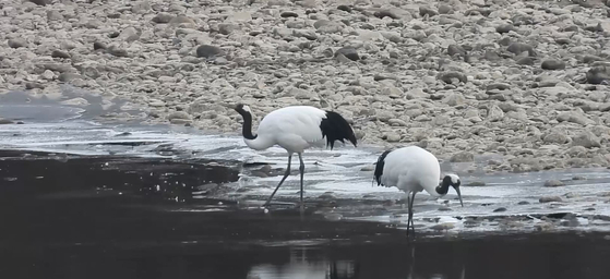 지난 4일 오후 경기도 연천군 중면 삼곶리 민간인 출입통제선 내 임진강 장군여울. 겨울을 나기 위해 시베리아에서 날아온 두루미(천연기념물 제202호) 한쌍이 물가에서 먹이활동을 하고 있다. 사진 이석우씨