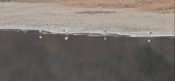 지난 4일 오후 경기도 연천군 중면 삼곶리 민간인 출입통제선 내 임진강 장군여울. 겨울을 나기 위해 시베리아에서 날아온 두루미(천연기념물 제202호) 무리가 물가에서 먹이활동을 하고 있다. 사진 이석우씨