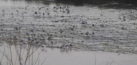 지난 4일 오후 경기도 연천군 중면 횡산리 민간인 출입통제선 내 임진강 빙애여울. 겨울을 나기 위해 시베리아에서 날아온 재두루미(천연기념물 제203호) 100여 마리가 확인됐다. 사진 이석우씨