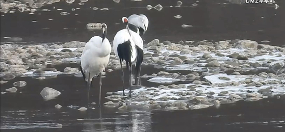 지난 4일 오후 경기도 연천군 중면 삼곶리 민간인 출입통제선 내 임진강 장군여울. 겨울을 나기 위해 시베리아에서 날아온 두루미(천연기념물 제202호) 한쌍이 물가에서 쉬면서 부리로 털을 고르고 있다. 사진 이석우씨