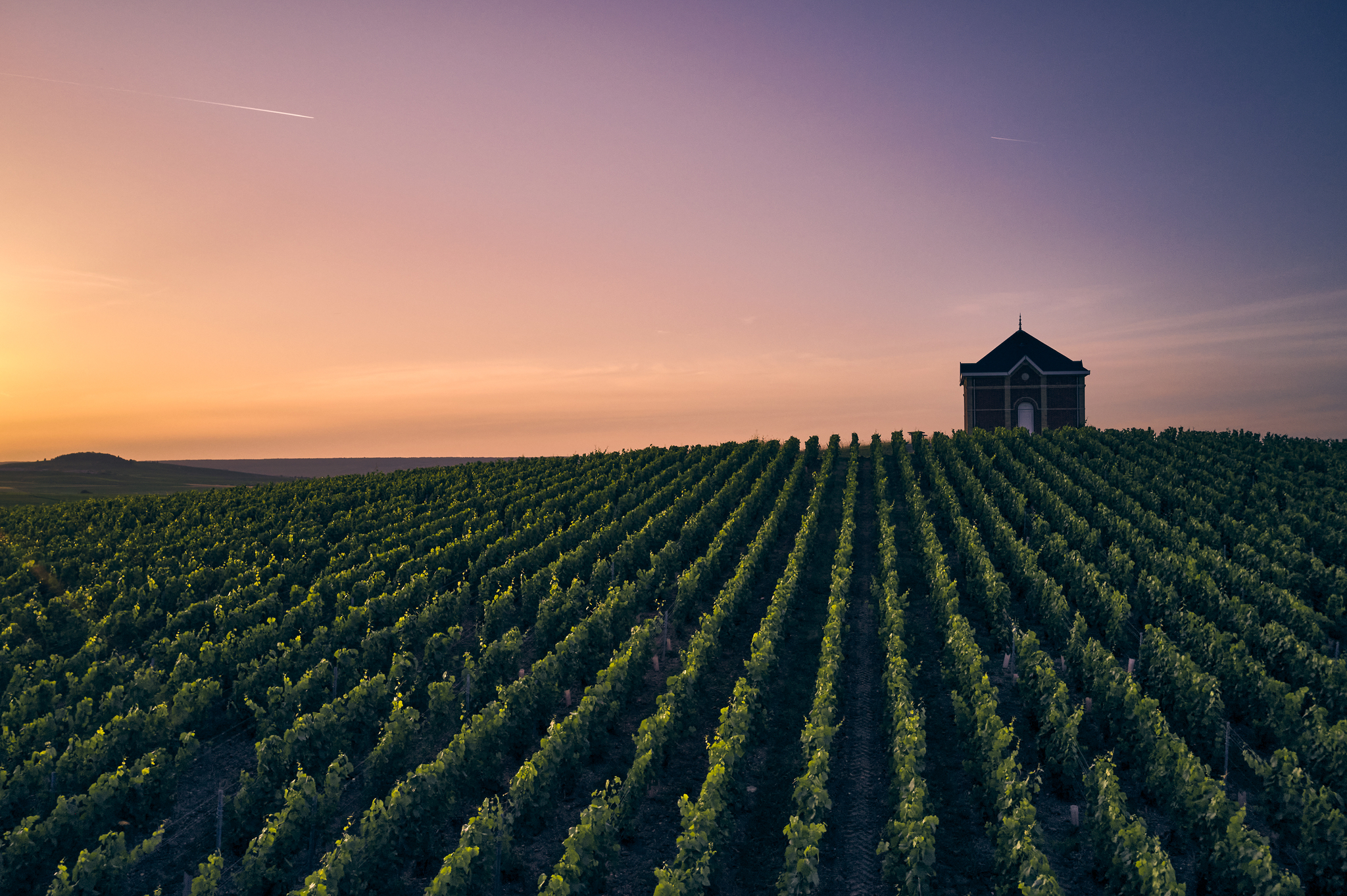 프랑스 상파뉴 지역의 모엣 & 샹동 포도원 전경. 사진 모엣헤네시 코리아