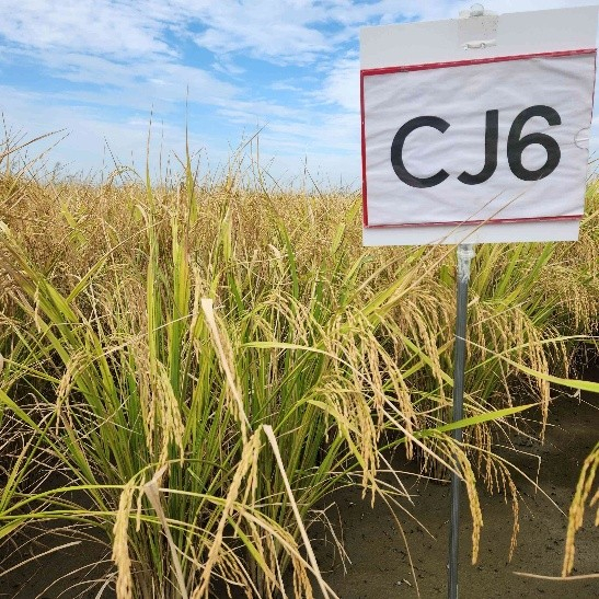 (사진 제공=해남군농업기술센터)