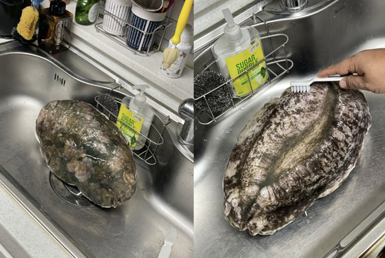 전남 완도군이 고향사랑기부제 답례품으로 제공한 '전복 쿠션'. 사진 고향사랑e음 홈페이지 캡처