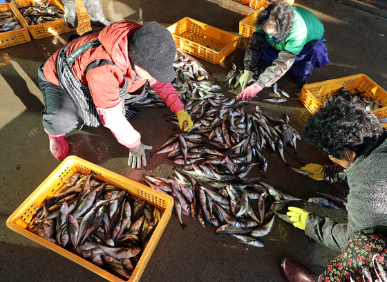 지난 9일 강원 강릉시 주문진항에서 주민들이 어민들이 잡아 온 동해안 겨울철 별미 도루묵의 선별작업을 하고 있다. [연합뉴스]