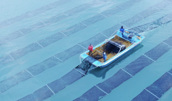 충남 태안군의 김 양식장에서 어민들이 물김을 채취하고 있다. [사진 태안군]