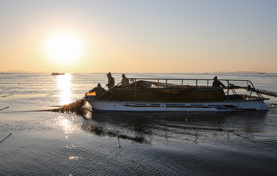 충남 서천 앞바다에서 주민들이 물김을 채취하고 있다. [사진 충남도]