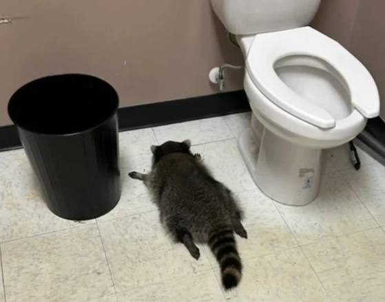 화장실에서 만취 상태로 잠들어 있는 라쿤. 뉴욕포스트 