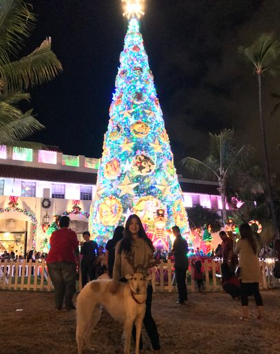 2017년 12월 하와이 여행에도 헤일리가 동행했다. 시티라이트 크리스마스트리 앞에서 헤일리와 함께.