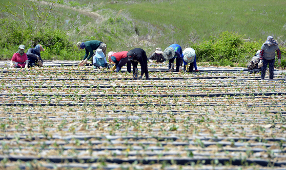 지난 5월 영농철을 맞아 충남 논산시 황산벌 들녘에서 농민과 외국인 근로자들이 고구마 모종을 심고 있다. 김성태 객원기자