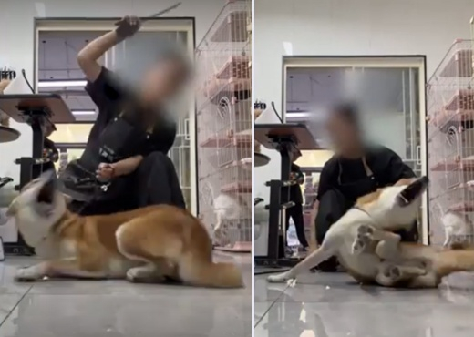 시바견을 학대하고 있는 중국 애견 미용사. 사진 엑스 캡처