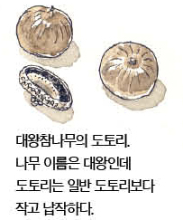 우리 주변 식물들의 비밀 이야기 69 대왕참나무