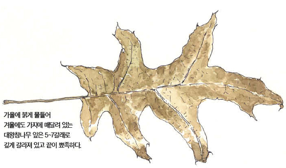 우리 주변 식물들의 비밀 이야기 69 대왕참나무