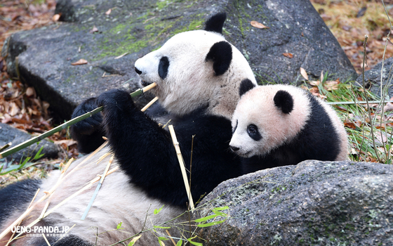 일본 도쿄 우에노동물원의 엄마판다 싱싱과 아기판다 샹샹. [사진 우에노동물원 홈페이지]