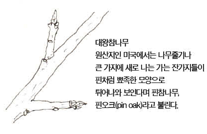 우리 주변 식물들의 비밀 이야기 69 대왕참나무