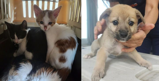 A씨 자택에서 발견된 강아지와 고양이. 사진=사회적협동조합 전국길고양이보호단체연합