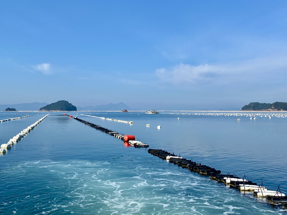 우리나라 고급 굴의 대명사 개체굴이 성장하고 있는 통영시 북신만. [사진 박상현]