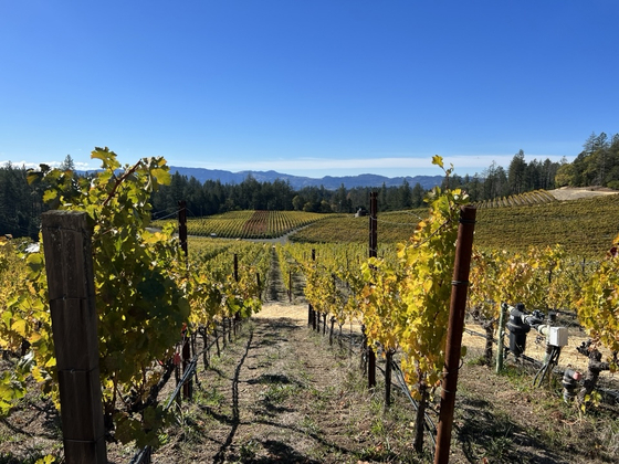 해발고도 550m에 있는 다나 에스테이트의 '허쉬 포도밭'. 이소아 기자