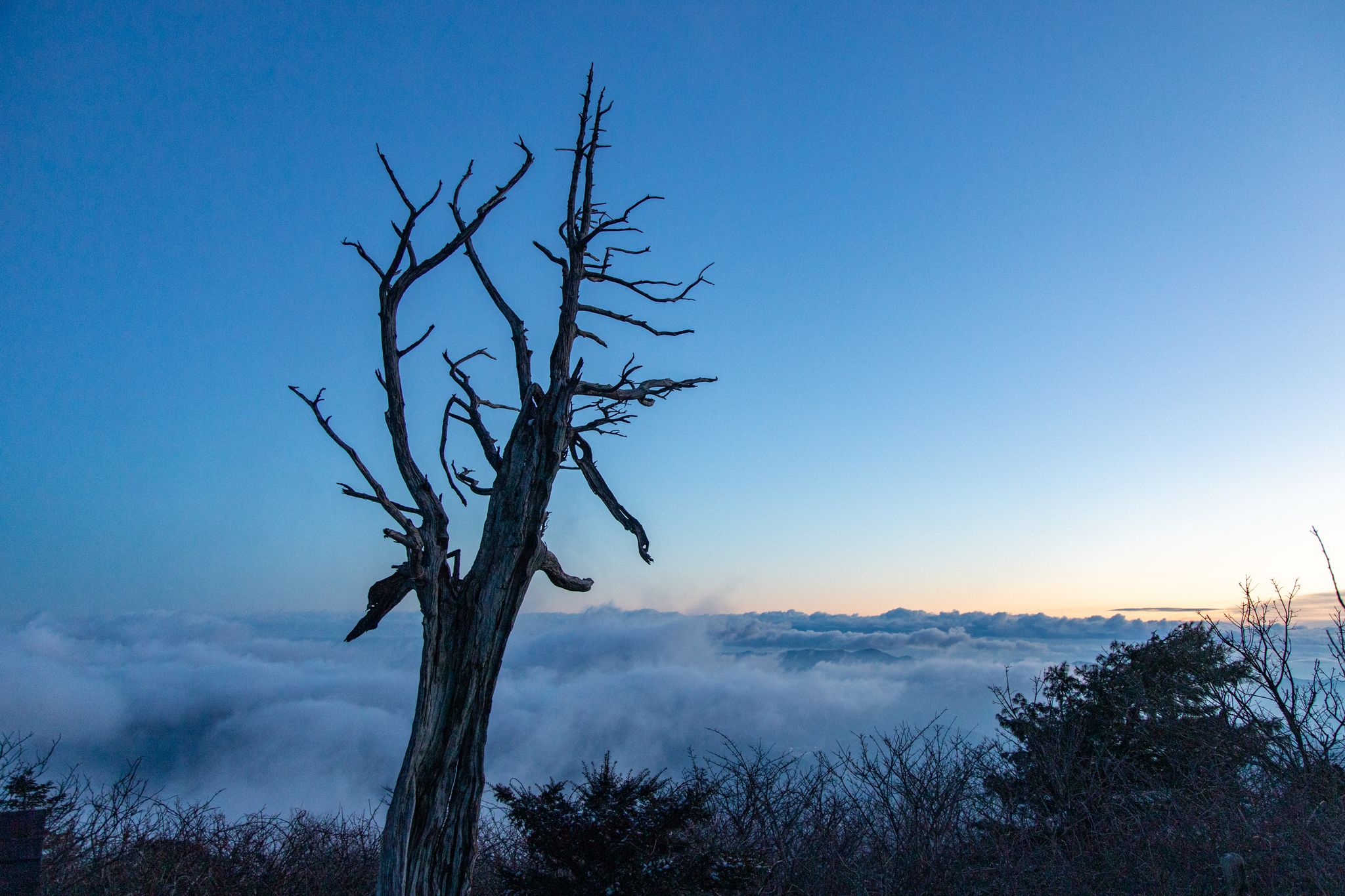 주목 군락지에는 명을 다한 고사목도 많다. 죽어서도 천년을 산다는 말처럼 꼿꼿이 서 있는 나무에서 묘한 오라가 풍긴다.