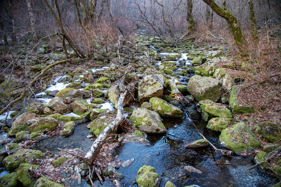맑은 물이 흐르는 당골. 태백산은 물이 많은 산이다.