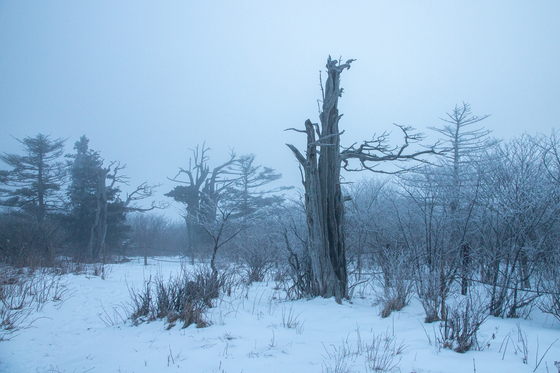 정상부의 주목 군락지. 태백산에는 주목이 약 4000그루를 헤아린다.