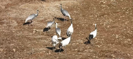 새해 첫날인 지난 1일 오전 경기도 연천군 중면 민통선 내 임진강변 산기슭 율뮤밭에서 두루미와 재두루미가 밭에 떨어진 율무를 먹고 있다. 사진 이석우씨
