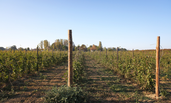 피노 그리지오 화이트 와인을 생산하는 아브루초 와이너리 풍경. [사진 이영지]