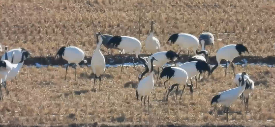 새해 첫날인 지난 1일 오전 경기도 연천군 중면 민통선 내 임진강변 논에서 두루미 무리가 휴식을 취하거나 논에 떨어진 볍씨를 먹고 있다. 사진 이석우씨