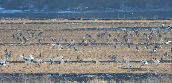 새해 첫날인 지난 1일 오전 경기도 연천군 중면 민통선 내 임진강변 논에 두루미와 재두루미 300여 마리가 빼곡히 모여들어 평화롭게 휴식을 취하고 있다. 사진 이석우씨 