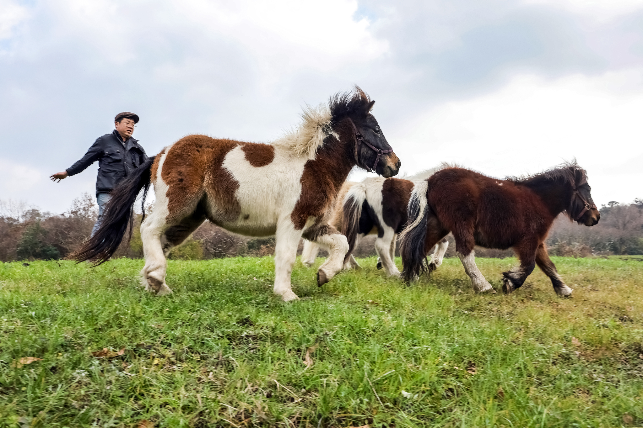  송 대표가 제주도 '작은말 케어센터'에서 작은 말들을 몰고 있다.