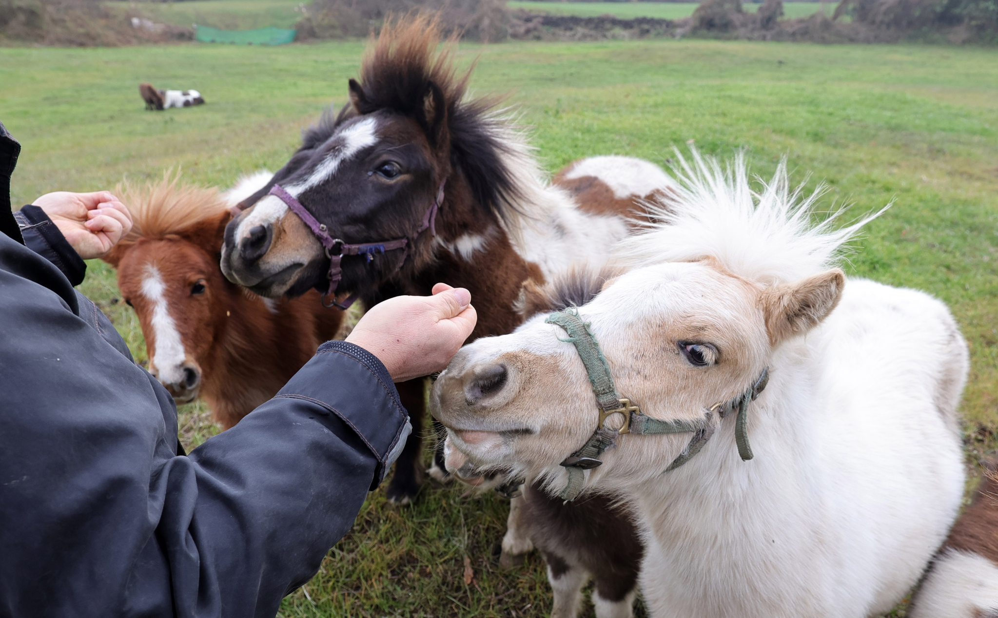 송대근 대표 손에 든 간식을 먹으려는 작은 말들.