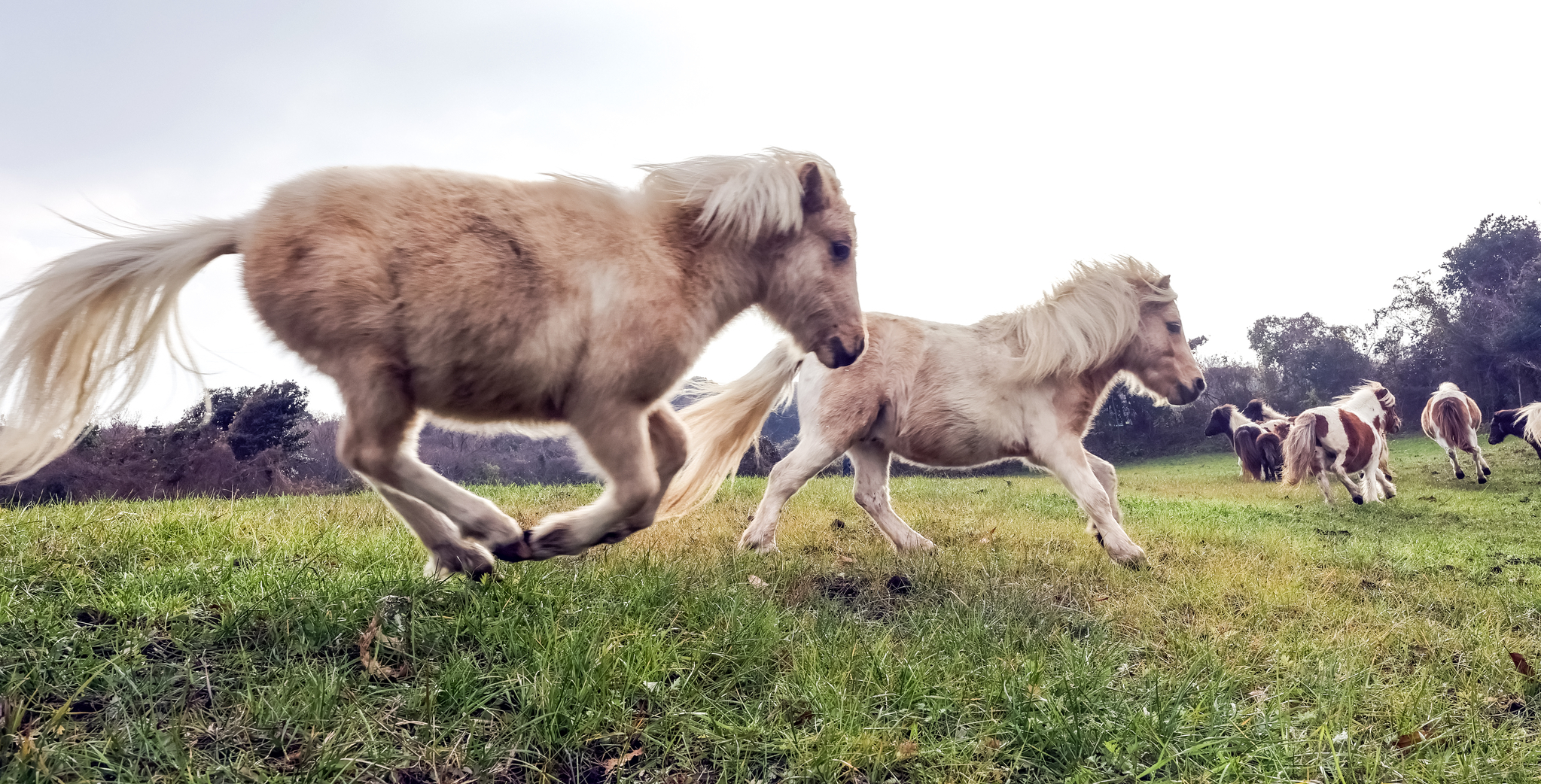  제주도 '작은말 케어센터' 풀밭을 달리는 작은 말들.