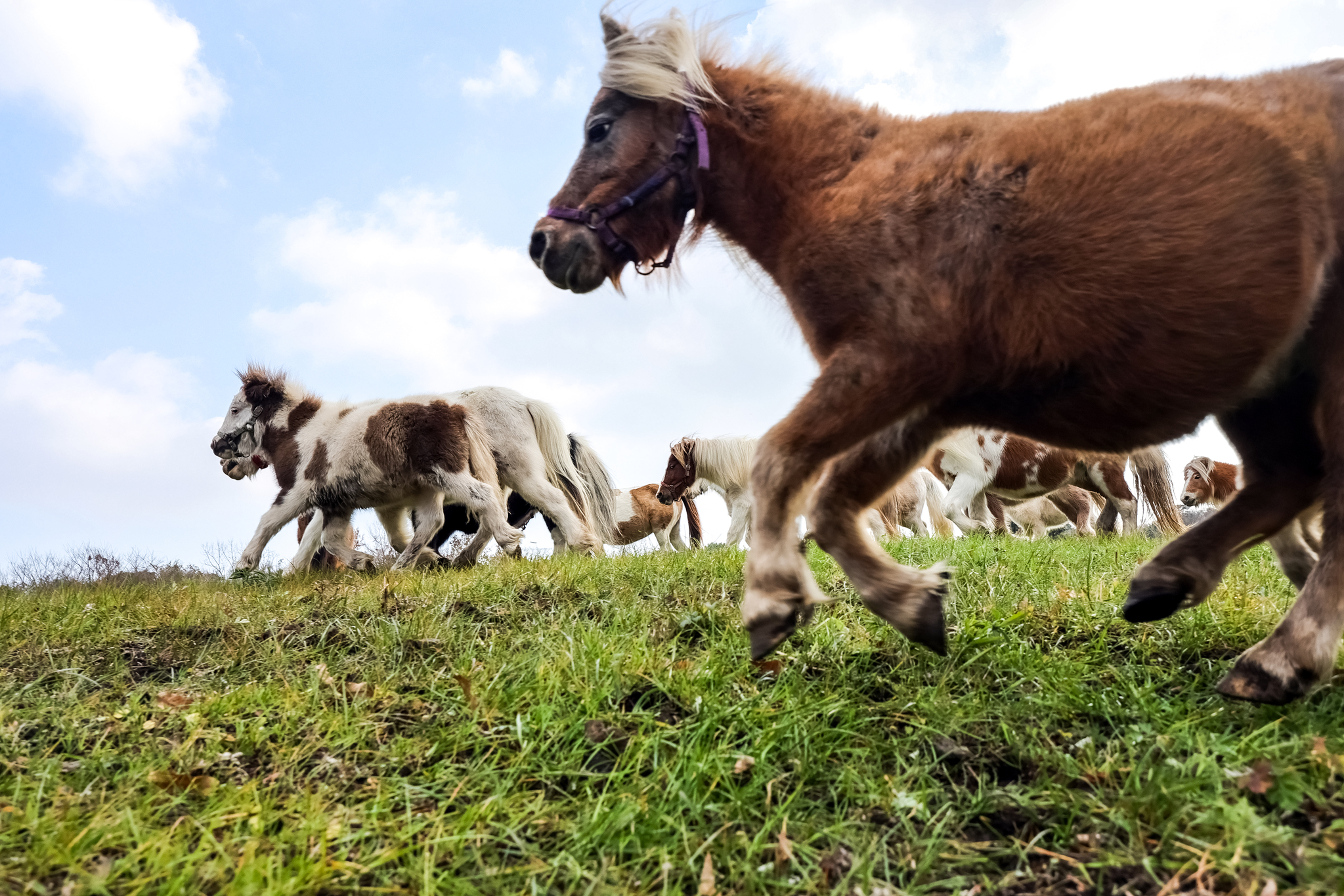  제주도 '작은말 케어센터' 풀밭을 달리는 작은 말들.