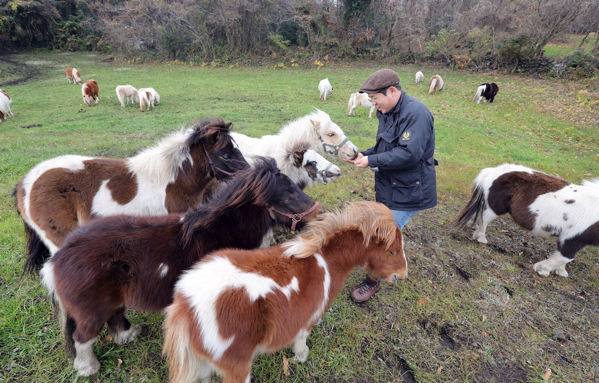 제주도 '작은말 케어 센터'목장에서 말들에게 간식을 주는 송대근 대표.