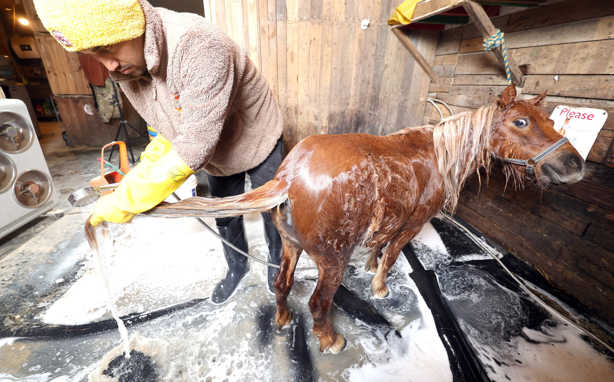 포천 작은 말 농장에서 관계자가 다음 날 교육에 나갈 말을 목욕시키고 있다.