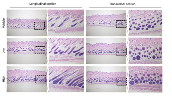 위에서부터 대조군, 모발유산균(LB-P9) 저용량군, 모발유산균(LB-P9) 고용량군의 피부 단면 사진. 고용량일수록 털이 굵고 건강한 형태인 것으로 관찰됐다. 자료=한국축산식품학회지(2024)