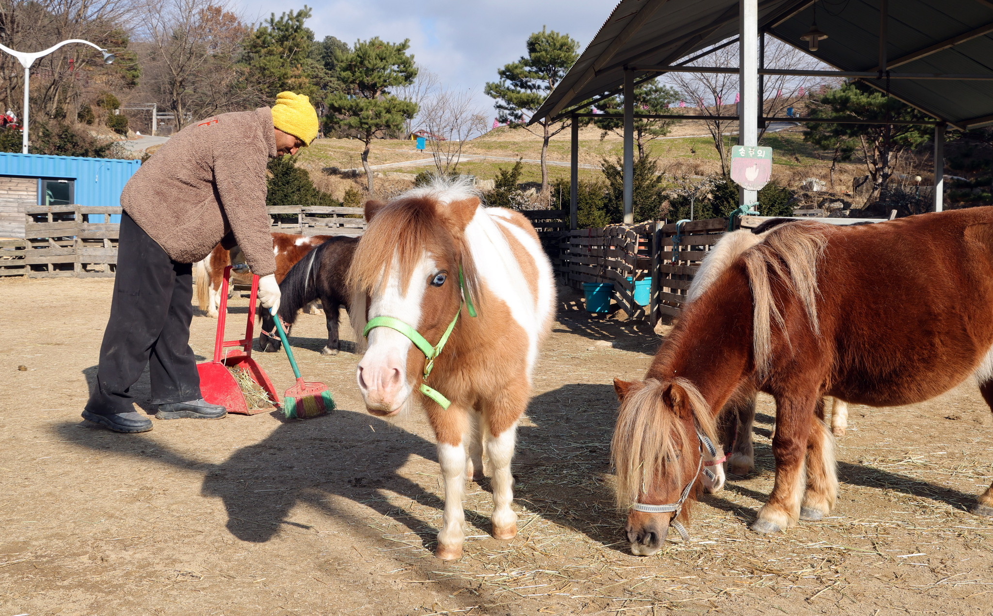 포천 작은 말 농장에서 관계자가 청소를 하고 있다.