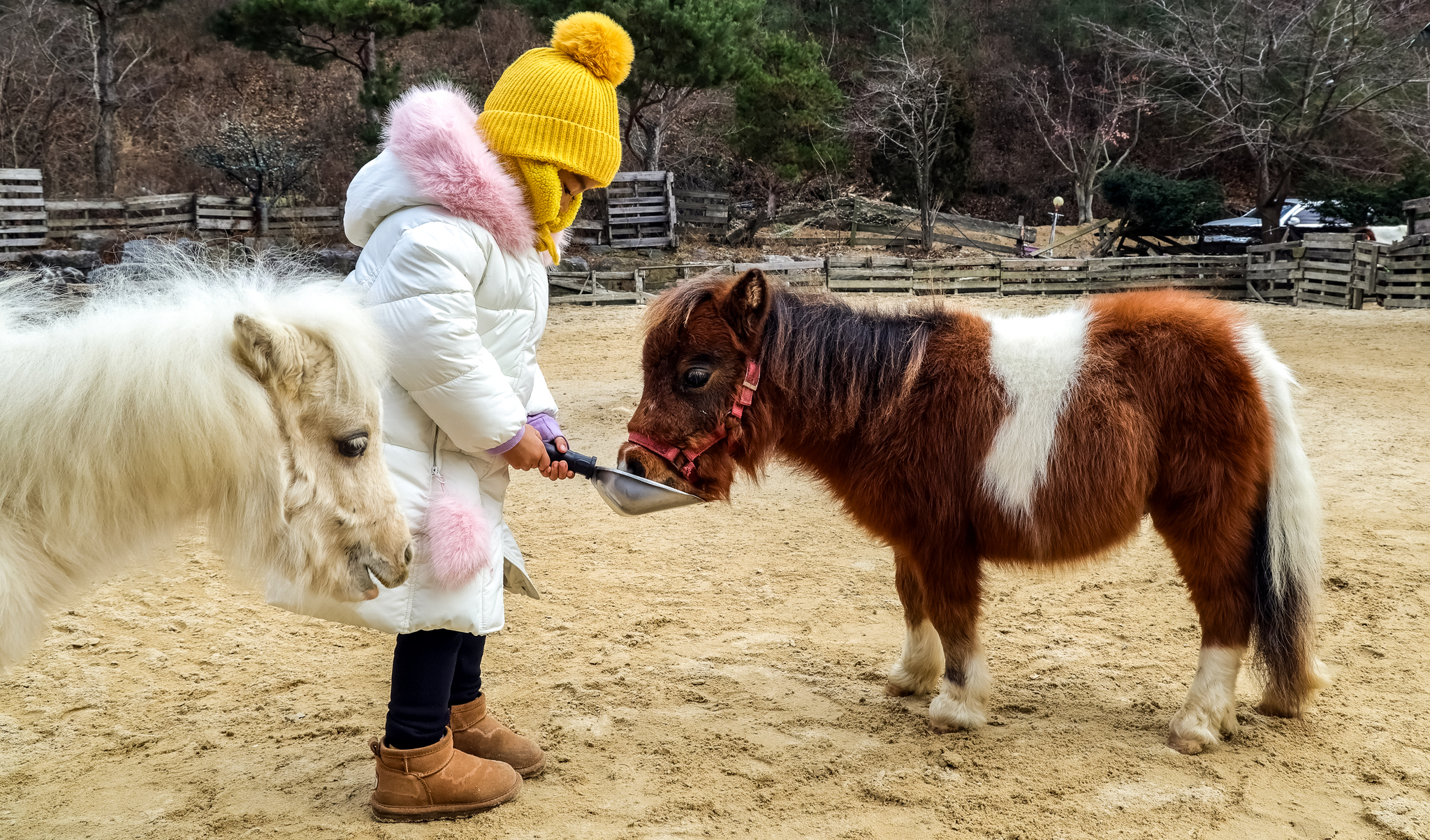  경기도 포천 '작은말 학교'에 살고 있는 '아메리칸 미니어처 홀스'. 6개월된 망아지가 3살꼬마 아이보다 작다.