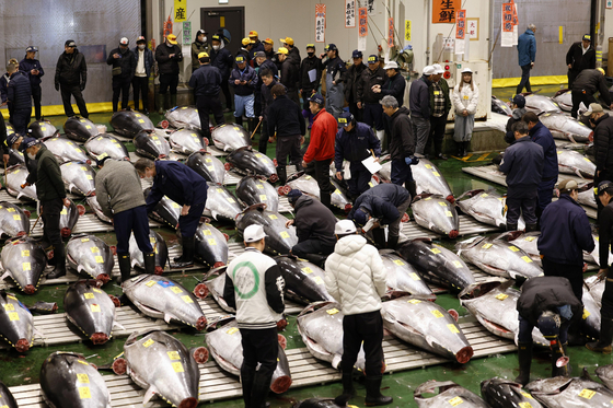 5일 도쿄 고토구 도요스시장에서 신년 첫 참치 경매가 열리고 있다. 이날 경매에서는 아오모리현 오마산 참치가 역대 최고가인 5억1030만엔(약 47억원)에 낙찰됐다. 연합뉴스