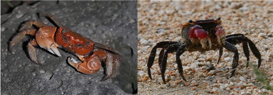 왼쪽부터 붉은발말똥게와 도둑게. 사진 국립생태원, 국립생물자원관