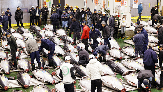  5일 도쿄 고토구 도요스시장에서 신년 첫 참치 경매가 열리고 있다. 연합뉴스