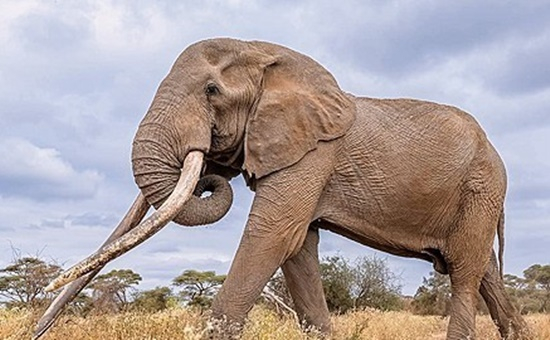 3일(현지시간) 생을 마감한 케냐 슈퍼 터스크 코끼리 크레이그. AP=연합뉴스