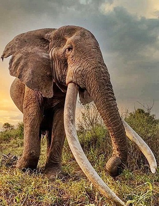 3일(현지시간) 생을 마감한 케냐 슈퍼 터스크 코끼리 크레이그. AP=연합뉴스