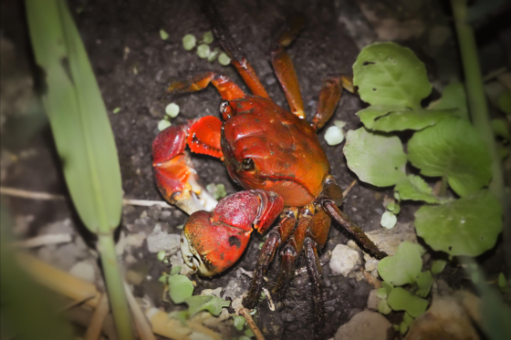 1월의 멸종위기 야생생물로 지정된 붉은발말똥게. 사진 국립생태원